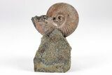 Iridescent, Pyritized Ammonite (Quenstedticeras) Fossil Display #209454-1